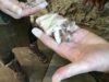 hand holding hair found inside 19th century lime plaster